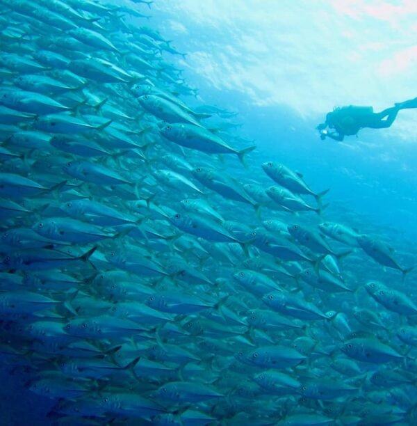Scuba Diving in Okinawa: A First-timer